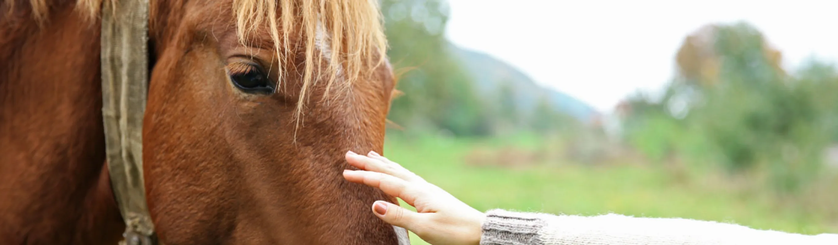 Horse being pet